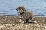 DOGUE DU TIBET 069